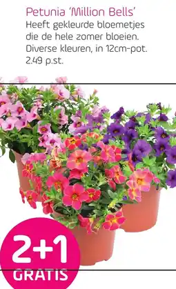 Coppelmans Petunia Million Bells aanbieding