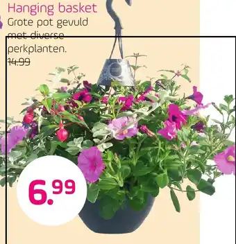 Coppelmans Hanging basket aanbieding