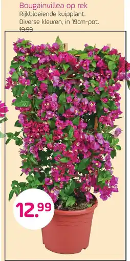 Coppelmans Bougainvillea op rek aanbieding