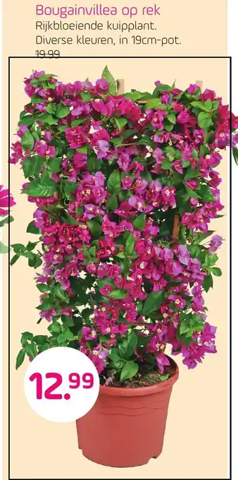 Coppelmans Bougainvillea op rek aanbieding