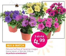 Coppelmans Petunia Surfinia of Spaanse margiet aanbieding