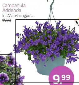 Coppelmans Campanula Addenda aanbieding