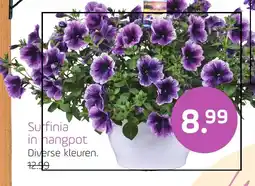 Coppelmans Surfinia in hangpot aanbieding