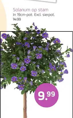 Coppelmans Solanum op stam aanbieding