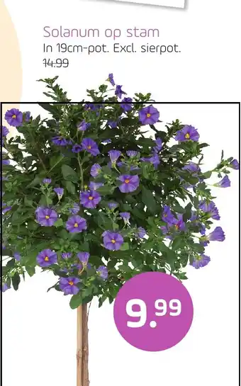 Coppelmans Solanum op stam aanbieding