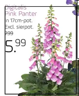 Coppelmans Digitalis Pink Panter aanbieding