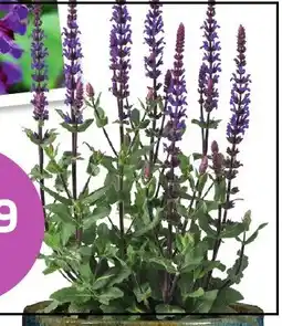 Coppelmans Salvia aanbieding
