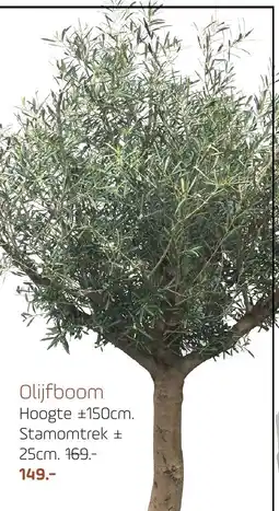Coppelmans Olijfboom aanbieding