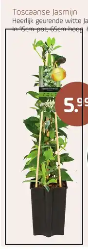 Coppelmans Toscaanse Jasmijn aanbieding