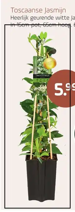 Coppelmans Toscaanse Jasmijn aanbieding