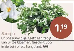 Coppelmans Bacopa aanbieding