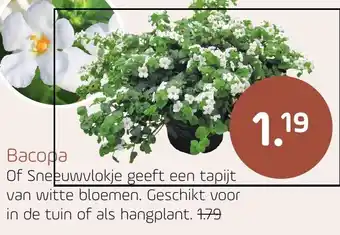 Coppelmans Bacopa aanbieding