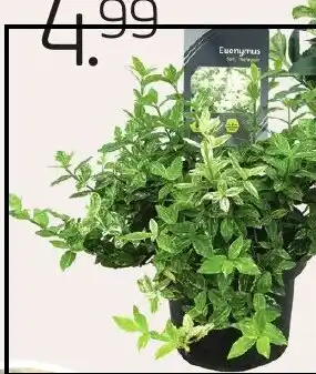Coppelmans Euonymus Harlequin aanbieding