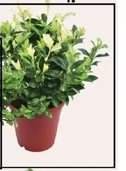 Coppelmans Euonymus Pierolino aanbieding