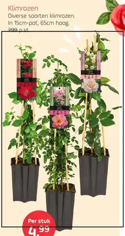 Coppelmans Klimrozen aanbieding