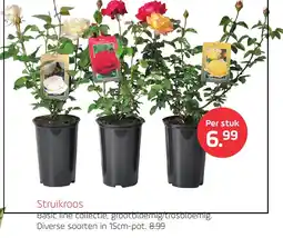 Coppelmans Struikroos aanbieding