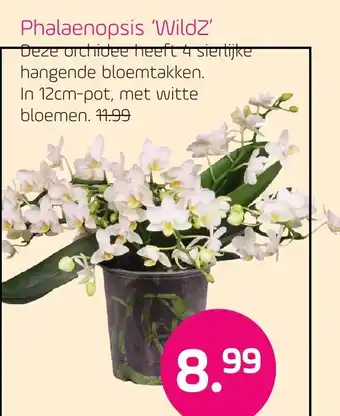 Coppelmans Phalaenopsis 'WildZ' aanbieding
