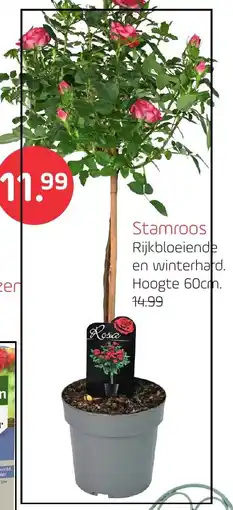 Coppelmans Stamroos aanbieding