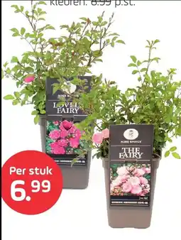 Coppelmans Rosa The Fairy aanbieding