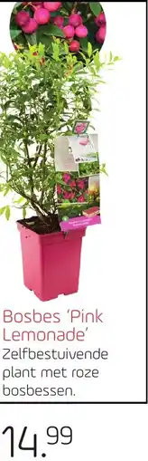 Coppelmans Bosbes Pink Lemonade aanbieding