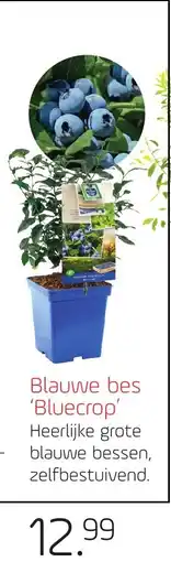 Coppelmans Blauwe bes Bluecrop aanbieding