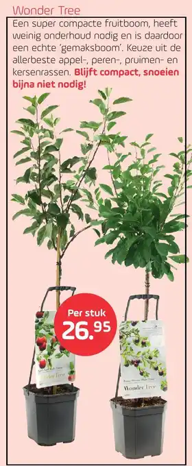 Coppelmans Wonder Tree aanbieding