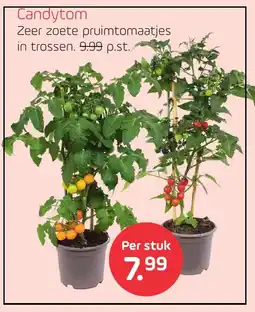Coppelmans Candytom aanbieding