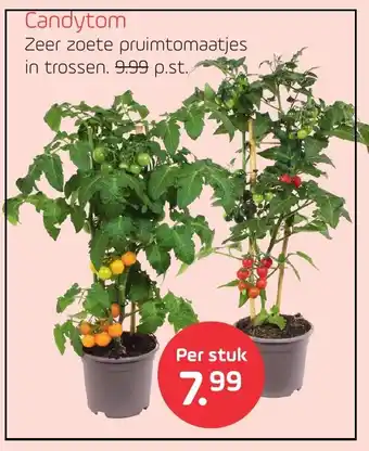 Coppelmans Candytom aanbieding