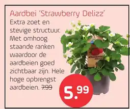 Coppelmans Aardbei Strawberry Delizz aanbieding