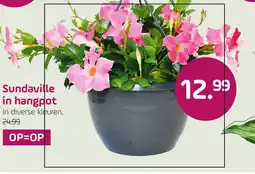 Coppelmans Sundaville in hangpot aanbieding