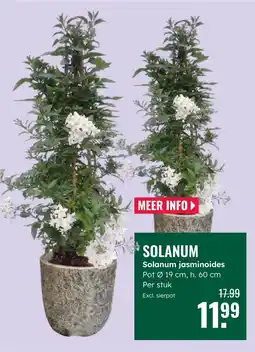 GroenRijk Solanum Solanum jasminoides aanbieding