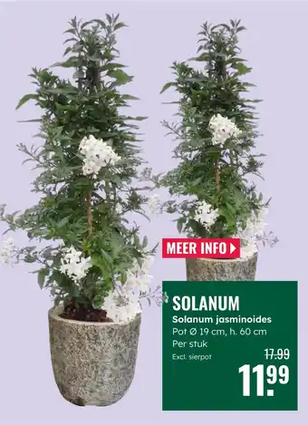 GroenRijk Solanum Solanum jasminoides aanbieding
