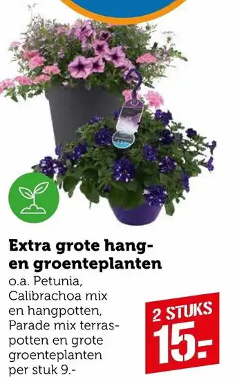 Coop Extra grote hang- en groenteplanten 2st aanbieding