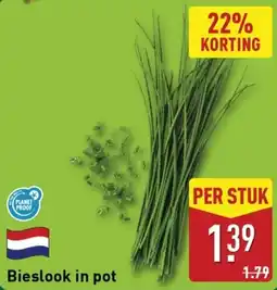 ALDI Bieslook in pot aanbieding