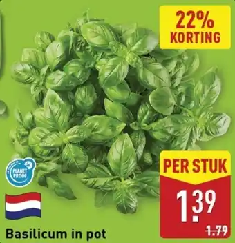 ALDI Basilicum in pot aanbieding