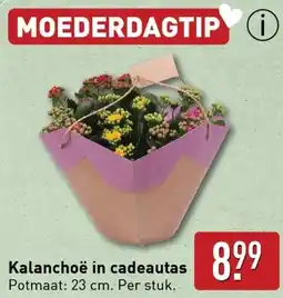 ALDI Kalanchoë in cadeautas aanbieding
