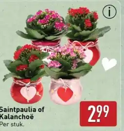 ALDI Saintpaulia of Kalanchoë aanbieding