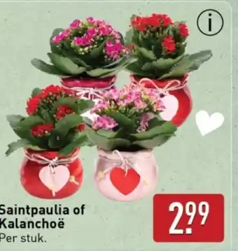 ALDI Saintpaulia of Kalanchoë aanbieding