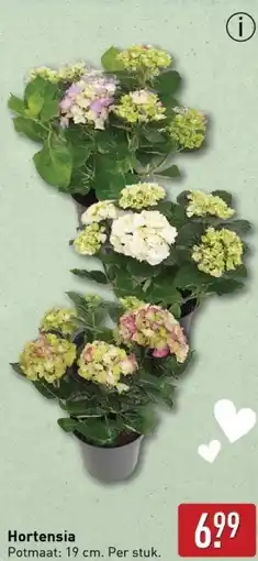 ALDI Hortensia aanbieding
