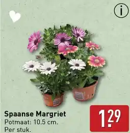 ALDI Spaanse Margriet aanbieding