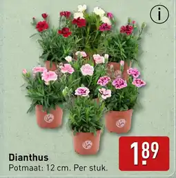 ALDI Dianthus aanbieding