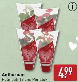 ALDI Anthurium aanbieding