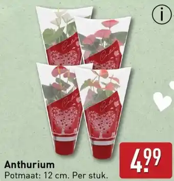 ALDI Anthurium aanbieding