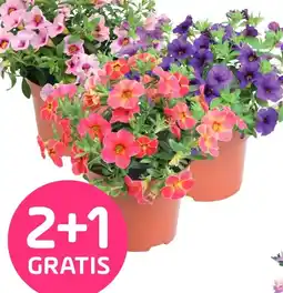 Coppelmans Petunia 'Million Bells' aanbieding