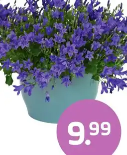 Coppelmans Campanula Addenda aanbieding