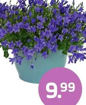 Coppelmans Campanula Addenda aanbieding