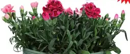 Dirk Dianthus tuinanjer aanbieding