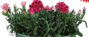 Dirk Dianthus tuinanjer aanbieding