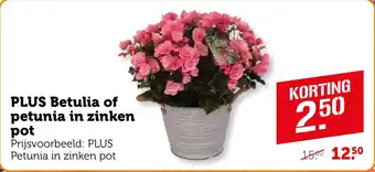 Coop PLUS Betulia of petunia in zinken pot aanbieding