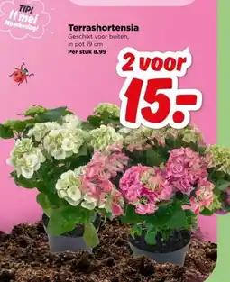 PLUS Terrashortensia aanbieding